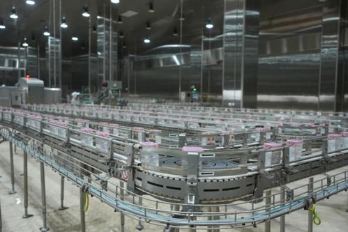 探秘比瑞吉透明工廠 一座食品級寵物廚房的全球標準與細節